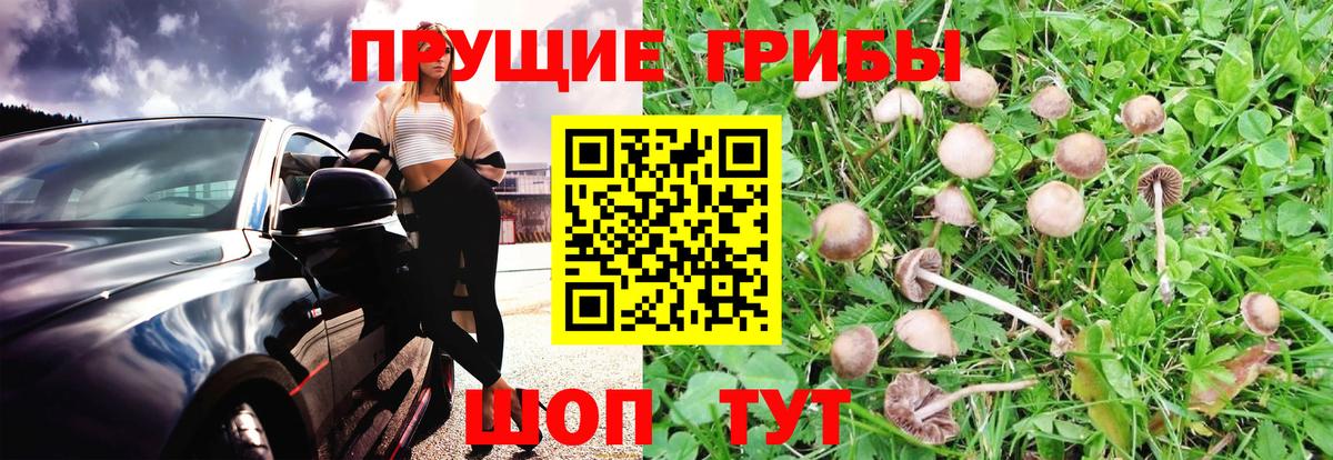 Псилоцибиновые грибы MAGIC MUSHROOMS  Вход с VPN  Нальчик 